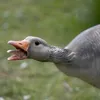 percygoose6