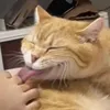 Mãnh Thú Meo Meo