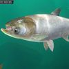 silver_carp103