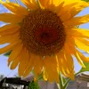 user5930480424145