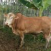 dua.saudara.sapi