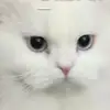 h..b.30