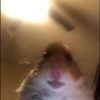 piemanreal