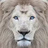 callofthelion