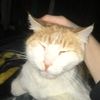 king.patches