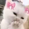 user13082261066
