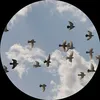 ali_123ao