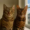 the.bengal.bros