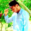 shohazkohadi