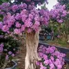 v.t.minhanh07