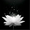 nguyn.khnh.ly.bo.l