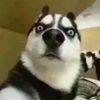 Funny dog moments273