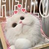 ariezygirls