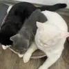 Ơ mèo này