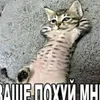 timoshenko_core