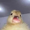 jairuspeconcillo