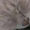 samri220011