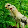 Pets Lovers