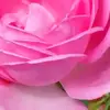 user48006832042372