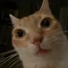 njdjd.h