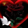 hassanaalil