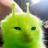anixcqll