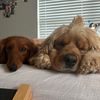 harleyandwinston