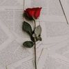 nawar.merah8