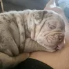 oldiepablo