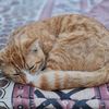 imissmycat_karel