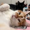 pet.house