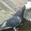 papeliko
