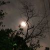 soma07021
