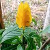 lacrespa0364