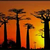 África salvaje