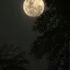 cailonmemay258