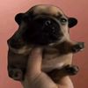 chipsitsmax
