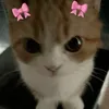 lilloeo