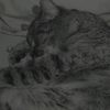 tillys_priv1