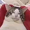 hmynguyennn