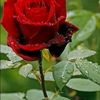 robinsordar839