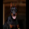 Dobe_R_Man