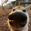 Funny pets 010