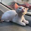 mochi_babi