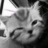 4lika_1mup