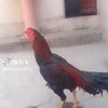 arsal5301