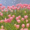 pink_6753