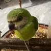 thccjkjvbj4