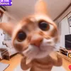 pet.dance31