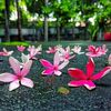 mariya.akter9682